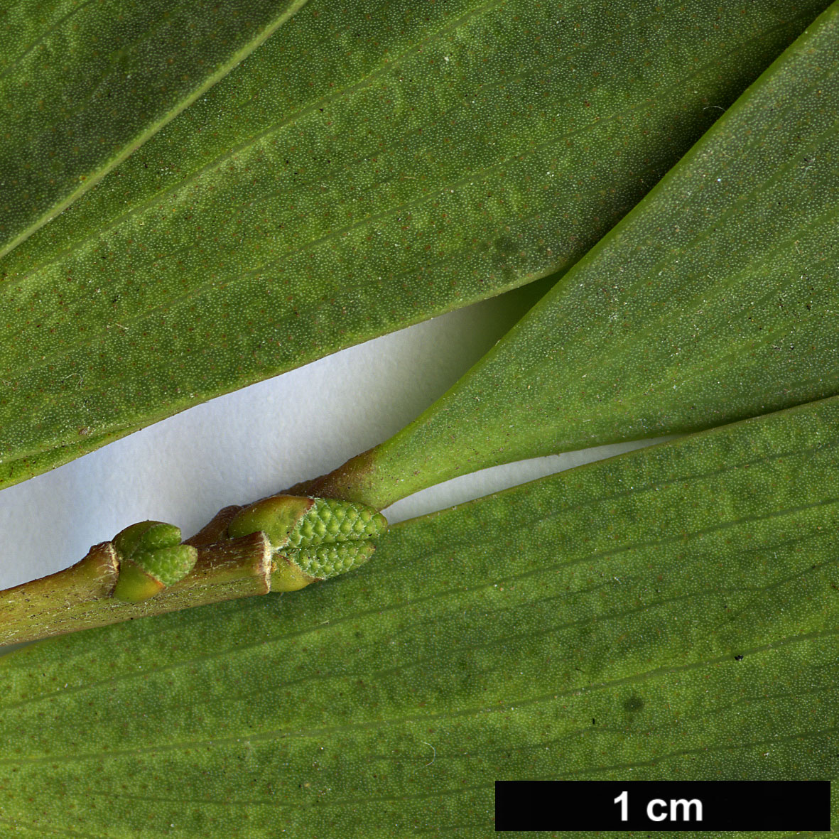 High resolution image: Family: Fabaceae - Genus: Acacia - Taxon: longifolia - SpeciesSub: subsp. sophorae